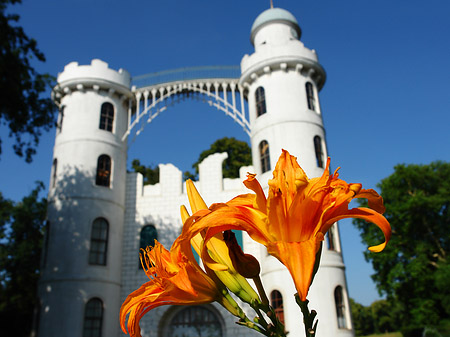 Blumen auf der Pfaueninsel Fotos