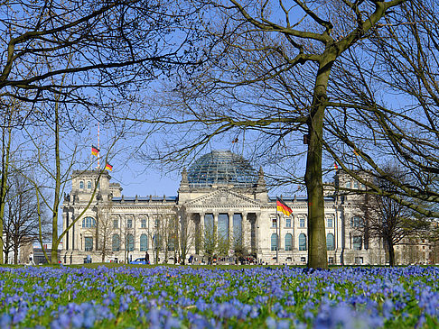 Foto Blumenwiese am Reichstag