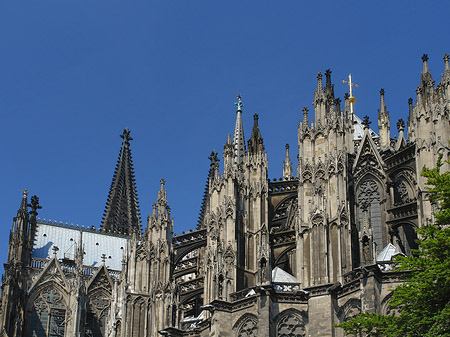 Kölner Dom mit Baum