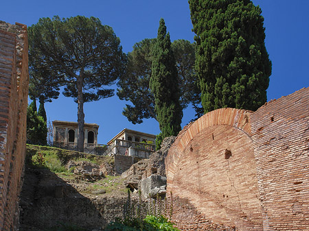 Fotos Bäume im Forum Romanum | Rom